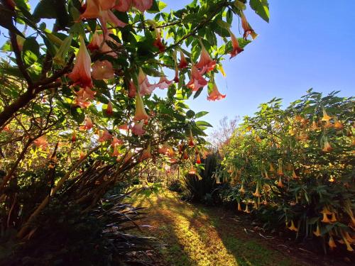 a row of trees with pink flowers in a garden at Casa da Benfeitoria in Guimarães