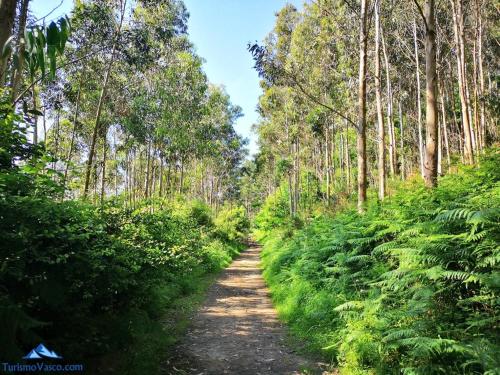 a dirt road in the middle of a forest at Ibinaga Seaview - Auto checking property in Ibarrangelu