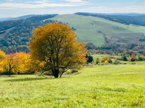 a tree in the middle of a field at Niedźwiedzia Dolina in Przybyszów