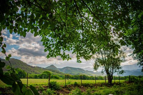 a tree in a field with mountains in the background at Cabañas 2Tierras in Chicoana