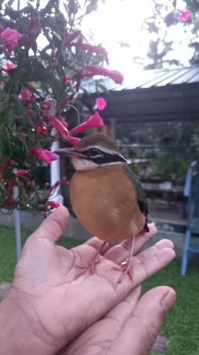a bird sitting on a persons hand with a bird at Mahaweli Shades in Kandy