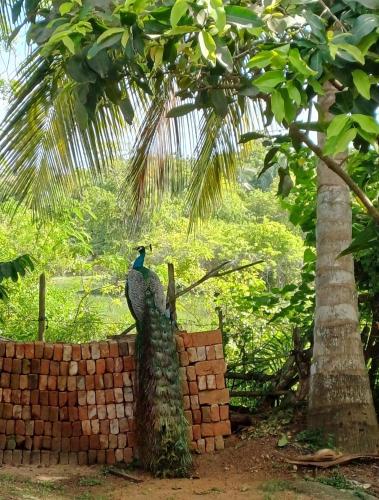 a bird sitting on top of a brick wall at Turtle Island Cabana in Tangalle