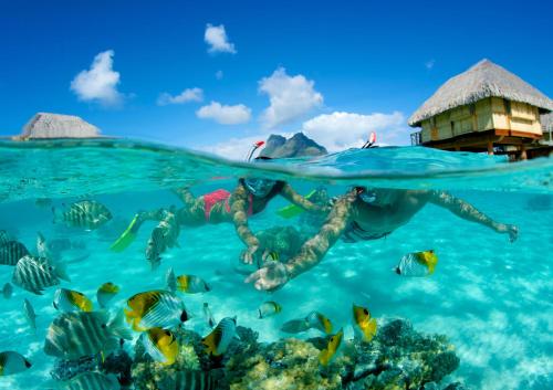 a person swimming in the ocean with a school of fish at Le Bora Bora by Pearl Resorts in Bora Bora