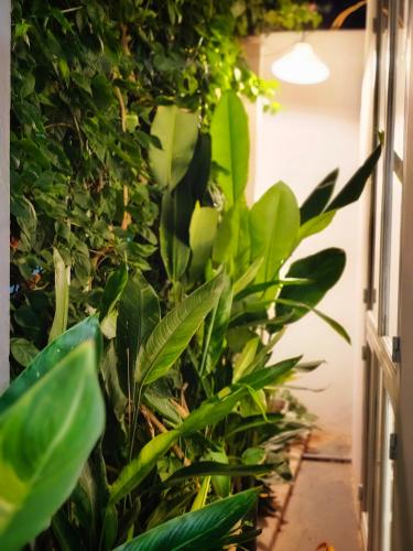 a bunch of green plants in a hallway at Son house Ninh Chữ cách biển 150m to the beach in Ninh Hải