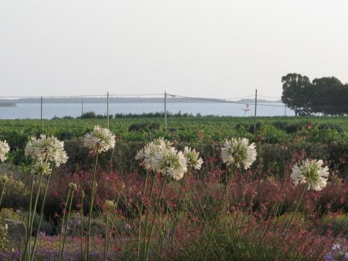 a field of flowers with the ocean in the background at Borgo della Luna in Birgi Vecchi