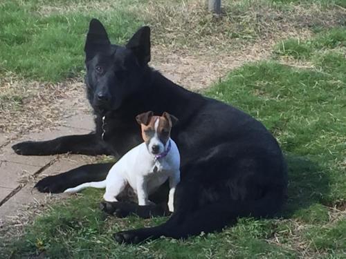 a black dog and a small dog laying on the grass at ALPINE COUNTRY MOTEL plus FREE COFFEE in Cooma
