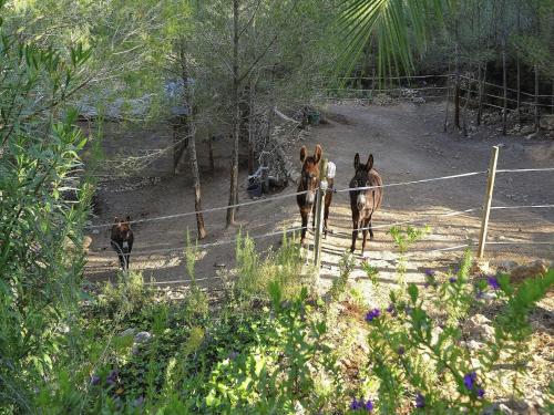 a group of horses walking around a fence at Apartment in Ibiza near Cala Conta Beach in Sant Carles de Peralta