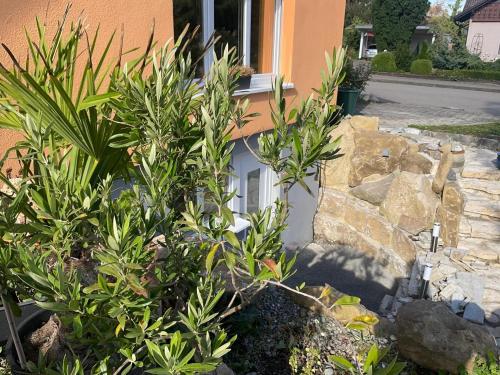 a house with a white door and some plants at Carpe Diem in Altshausen