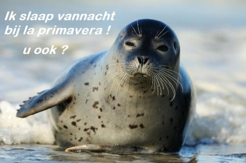 a seal sitting in the water on the beach at Bed&Beach La Primavera in De Koog