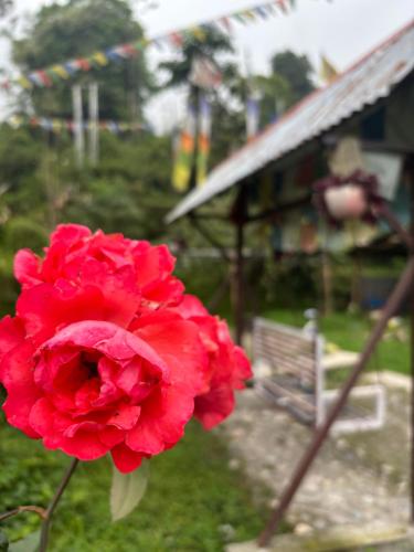 a red flower in front of a gazebo at KHI GHA THANG Homestay in Pelling