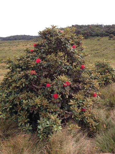 a large bush with red flowers in a field at Ohiya View Resort in Ohiya