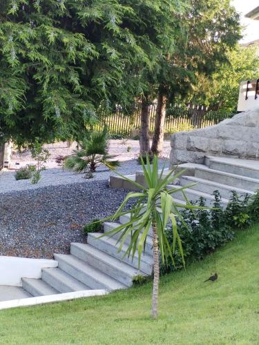 a small palm tree sitting next to a set of concrete steps at Quinta da Costinha in Alijó