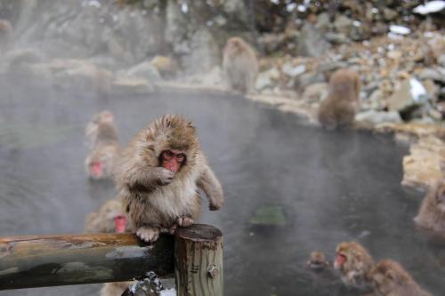 ホステルの敷地内または近くにいる動物