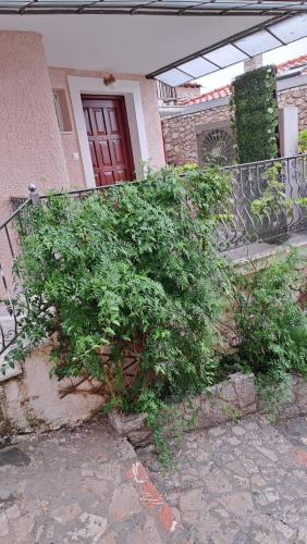 a bush in front of a house with a red door at Ανεμώνη Αράχωβα in Arachova
