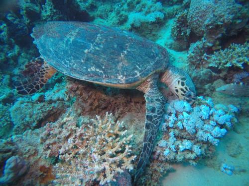 a green turtle swimming on the ocean floor at Dolphin Continental Hotel in Quseir
