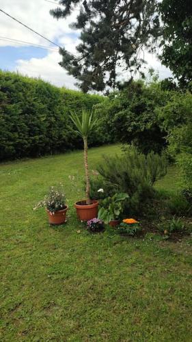 a garden with two potted plants in the grass at Villa Cipressi del 1800 appartamento 7 posti letto in Ruina