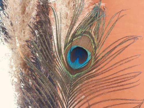 une fermeture d'une plume de paon dans l'établissement Le Domaine de la Ronce - Gîte & Spa, à Cézac