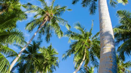 a group of palm trees against a blue sky at Atoll Retreat in Fulidhoo