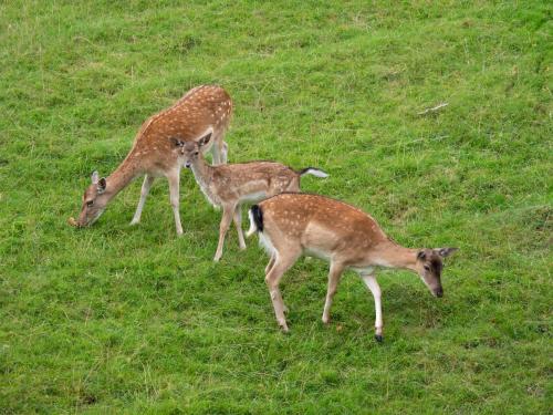 three deer grazing in a field of grass at Waldhotel Felsenkeller in Bad Iburg