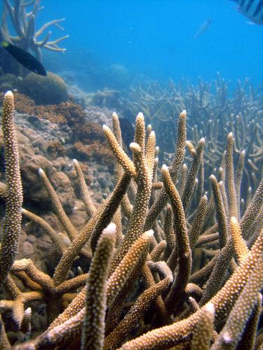 a coral reef in the ocean with at Koh Mak Cococape Resort in Ko Mak