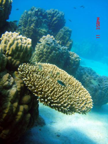 a coral reef with a fish in the water at Koh Mak Cococape Resort in Ko Mak