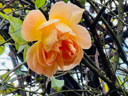 a yellow rose is growing on a tree at ARTvacanza Neustadt in Neustadt an der Weinstraße