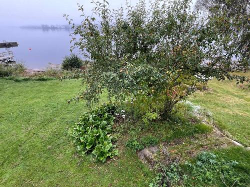 a tree in the grass next to a body of water at 4 star holiday home in Åmål in Åmål
