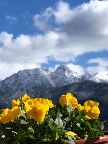 a bunch of yellow flowers in front of a mountain at Bajkowy domek in Kościelisko