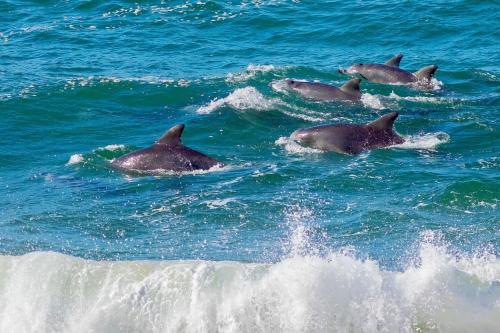 a group of dolphins swimming in the ocean at Bungalow 127 at Avalon pde, 800m walk to beach in Avalon