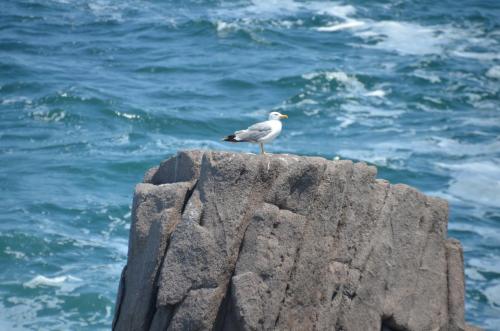 a bird sitting on a rock near the ocean at Zapovedni Rai in Primorsko