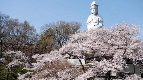 a statue behind a tree with pink flowers at Toyoko Inn Takasaki eki Nishi guchi No 2 in Takasaki