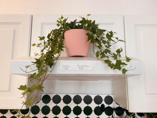 a potted plant sitting on top of a stove at Cozy apartment in Rīga