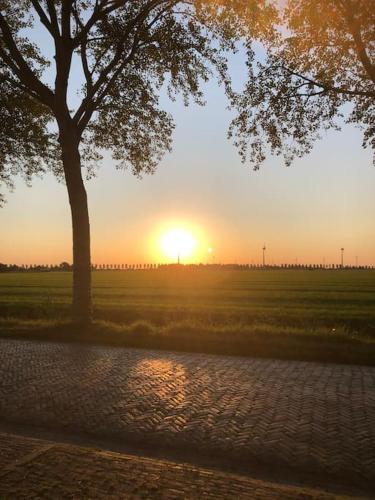 a tree and a field with the sunset in the background at Appartement voor twee personen in Twisk