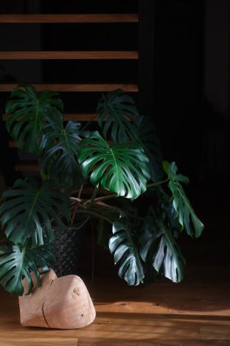 a green plant in a vase on a table at Casa Vacanze Černovice in Černovice