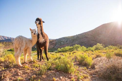 two llamas standing on top of a hill at Bushman Valley in Prince Albert