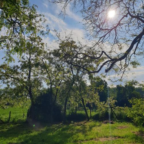 a field with trees and the sun in the sky at Pottos Porta in Váncsod