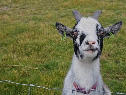 a goat is standing next to a wire fence at POPPY LUXURY LODGE Sleeps 8 at Fairview Farm, Ravenshead, Nottingham Near Sherwood Forest, Dog Friendly, Farm Stay great for wedding groups, families, Hen Do's, friends gatherings with amazing views in Blidworth