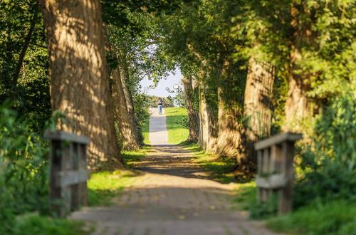 a tree lined path with a person walking down it at 5 Sterne Ferienwohnung Seesinn in Wustrow