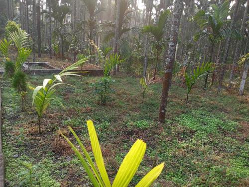 a garden with trees and plants in a forest at DOOARS VELLEY HOME STAY in Buxa Duār