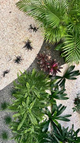 a group of plants on the ground in a garden at SIENNA Hotel in Rio Maior