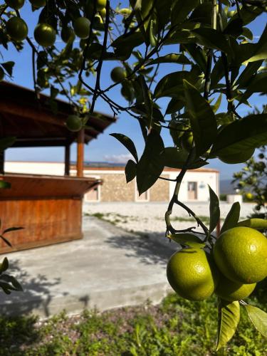 a bunch of oranges hanging from a tree at Agriturismo del Nonno in Centuripe