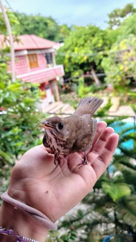 Binatang di rumah tamu ini atau berdekatan