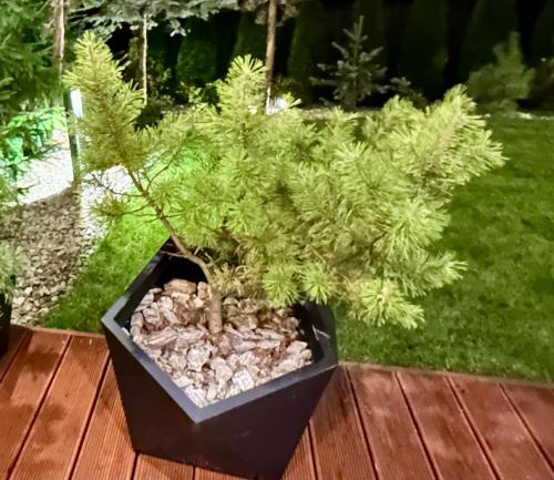Zahrada ubytování Góralska Domina Ville Premium