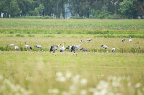 a flock of birds walking in a field at Admiralssuite - Exklusive 5-Sterne-Ferienwohnung mit Westbalkon in der Seefahrtsschule Wustrow in Wustrow