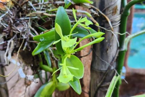 a close up of a plant with green leaves at Hermosa cabaña con espacios al Aire Libre! in San Francisco