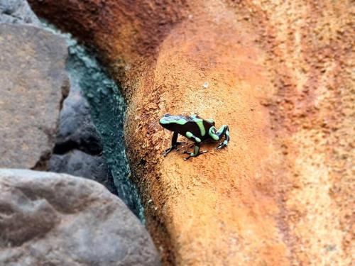 a small frog sitting on top of a rock at Hermosa cabaña con espacios al Aire Libre! in San Francisco