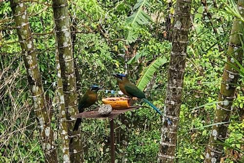 two birds are sitting on a bird feeder at Hermosa cabaña con espacios al Aire Libre! in San Francisco
