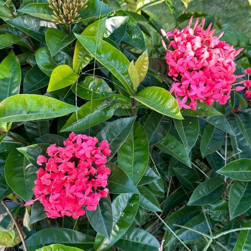 a bush of pink flowers with green leaves at Casa em Porto - Casa Beija Flor in Porto Seguro
