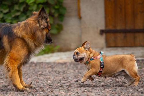 two dogs are playing with each other at Domek w Zakątku Andrzeje Śniczany 18 in Sidra
