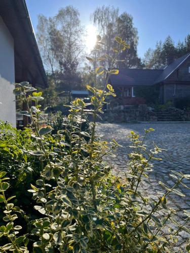 a bush with yellow flowers in front of a house at Domek w Zakątku Andrzeje Śniczany 18 in Sidra